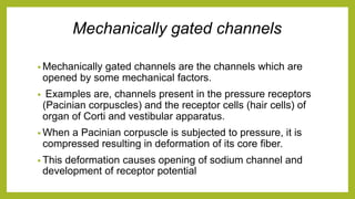 Mechanically gated channels
• Mechanically gated channels are the channels which are
opened by some mechanical factors.
• Examples are, channels present in the pressure receptors
(Pacinian corpuscles) and the receptor cells (hair cells) of
organ of Corti and vestibular apparatus.
• When a Pacinian corpuscle is subjected to pressure, it is
compressed resulting in deformation of its core fiber.
• This deformation causes opening of sodium channel and
development of receptor potential
 