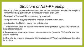 Structure of Na+-K+ pump
• Made up of two protein subunit molecules, an α-subunit with a molecular weight of
100,000 and a β-subunit with a molecular weight of 55,000.
• Transport of Na+ and K+ occurs only by α-subunit.
• The β-subunit is a glycoprotein the function of which is not clear.
• α-subunit of the Na+-K+ pump has got six sites:
i. Three receptor sites for sodium ions on the inner (towards cytoplasm) surface of
the protein molecule
ii. Two receptor sites for potassium ions on the outer (towards ECF) surface of the
protein molecule
iii. One site for enzyme adenosine triphosphatase (ATPase), which is near the sites
for sodium.
 