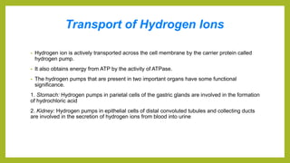 Transport of Hydrogen Ions
• Hydrogen ion is actively transported across the cell membrane by the carrier protein called
hydrogen pump.
• It also obtains energy from ATP by the activity of ATPase.
• The hydrogen pumps that are present in two important organs have some functional
significance.
1. Stomach: Hydrogen pumps in parietal cells of the gastric glands are involved in the formation
of hydrochloric acid
2. Kidney: Hydrogen pumps in epithelial cells of distal convoluted tubules and collecting ducts
are involved in the secretion of hydrogen ions from blood into urine
 