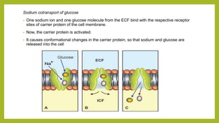 Sodium cotransport of glucose
• One sodium ion and one glucose molecule from the ECF bind with the respective receptor
sites of carrier protein of the cell membrane.
• Now, the carrier protein is activated.
• It causes conformational changes in the carrier protein, so that sodium and glucose are
released into the cell
 