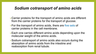 Sodium cotransport of amino acids
• Carrier proteins for the transport of amino acids are different
from the carrier proteins for the transport of glucose.
• For the transport of amino acids, there are five sets of
carrier proteins in the cell membrane.
• Each one carries different amino acids depending upon the
molecular weight of the amino acids.
• Sodium cotransport of amino acids also occurs during the
absorption of amino acids from the intestine and
reabsorption from renal tubule.
 