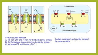 Sodium counter transport.
A. Na+ from ECF and H+ from ICF bind with carrier protein;
B. Conformational change occurs in the carrier protein;
C. Na+ enters ICF and H+ enters ECF.
Sodium cotransport and counter transport
by carrier proteins
 