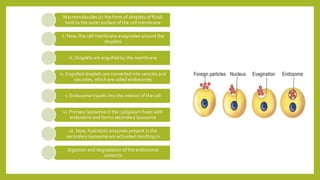 Macromolecules (in the form of droplets of fluid)
bind to the outer surface of the cell membrane
ii. Now, the cell membrane evaginates around the
droplets
iii. Droplets are engulfed by the membrane
iv. Engulfed droplets are converted into vesicles and
vacuoles, which are called endosomes
v. Endosome travels into the interior of the cell
vi. Primary lysosome in the cytoplasm fuses with
endosome and forms secondary lysosome
vii. Now, hydrolytic enzymes present in the
secondary lysosome are activated resulting in
digestion and degradation of the endosomal
contents
 