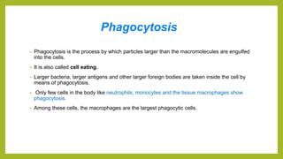 Phagocytosis
• Phagocytosis is the process by which particles larger than the macromolecules are engulfed
into the cells.
• It is also called cell eating.
• Larger bacteria, larger antigens and other larger foreign bodies are taken inside the cell by
means of phagocytosis.
• Only few cells in the body like neutrophils, monocytes and the tissue macrophages show
phagocytosis.
• Among these cells, the macrophages are the largest phagocytic cells.
 