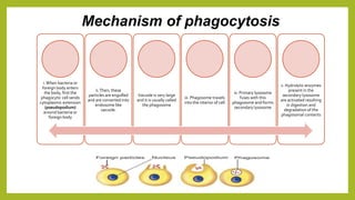 Mechanism of phagocytosis
i.When bacteria or
foreign body enters
the body, first the
phagocytic cell sends
cytoplasmic extension
(pseudopodium)
around bacteria or
foreign body
ii.Then, these
particles are engulfed
and are converted into
endosome like
vacuole.
Vacuole is very large
and it is usually called
the phagosome
iii. Phagosome travels
into the interior of cell
iv. Primary lysosome
fuses with this
phagosome and forms
secondary lysosome
v. Hydrolytic enzymes
present in the
secondary lysosome
are activated resulting
in digestion and
degradation of the
phagosomal contents
 