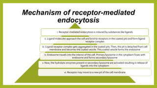 Mechanism of receptor-mediated
endocytosis
i. Receptor-mediated endocytosis is induced by substances like ligands
ii. Ligand molecules approach the cell and bind to receptors in the coated pits and form ligand
receptor complex
iii. Ligand-receptor complex gets aggregated in the coated pits.Then, the pit is detached from cell
membrane and becomes the coated vesicle.This coated vesicle forms the endosome
iv. Endosome travels into the interior of the cell. Primary lysosome in the cytoplasm fuses with
endosome and forms secondary lysosome
v. Now, the hydrolytic enzymes present in secondary lysosome are activated resulting in release of
ligands into the cytoplasm
vi. Receptor may move to a new pit of the cell membrane
 