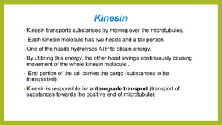Kinesin
• Kinesin transports substances by moving over the microtubules.
• Each kinesin molecule has two heads and a tail portion.
• One of the heads hydrolyses ATP to obtain energy.
• By utilizing this energy, the other head swings continuously causing
movement of the whole kinesin molecule .
• End portion of the tail carries the cargo (substances to be
transported).
• Kinesin is responsible for anterograde transport (transport of
substances towards the positive end of microtubule).
 