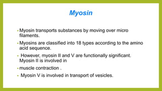 Myosin
• Myosin transports substances by moving over micro
filaments.
• Myosins are classified into 18 types according to the amino
acid sequence.
• However, myosin II and V are functionally significant.
Myosin II is involved in
• muscle contraction .
• Myosin V is involved in transport of vesicles.
 