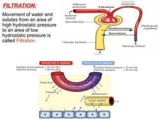 FILTRATION:
Movement of water and
solutes from an area of
high hydrostatic pressure
to an area of low
hydrostatic pressure is
called Filtration.
 