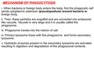 MECHANISM OF PHAGOCYTOSIS
i. When bacteria or foreign body enters the body, first the phagocytic cell
sends cytoplasmic extension (pseudopodium) around bacteria or
foreign body.
ii. Then, these particles are engulfed and are converted into endosome
like vacuole. Vacuole is very large and it is usually called the
phagosome.
iii. Phagosome travels into the interior of cell.
iv. Primary lysosome fuses with this phagosome and forms secondary
lysosome.
v. Hydrolytic enzymes present in the secondary lysosome are activated
resulting in digestion and degradation of the phagosomal contents.
 