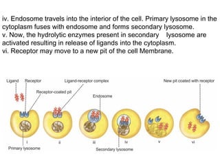 iv. Endosome travels into the interior of the cell. Primary lysosome in the
cytoplasm fuses with endosome and forms secondary lysosome.
v. Now, the hydrolytic enzymes present in secondary lysosome are
activated resulting in release of ligands into the cytoplasm.
vi. Receptor may move to a new pit of the cell Membrane.
 