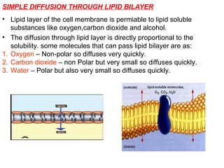 SIMPLE DIFFUSION THROUGH LIPID BILAYER
• Lipid layer of the cell membrane is permiable to lipid soluble
substances like oxygen,carbon dioxide and alcohol.
• The diffusion through lipid layer is directly proportional to the
solubility. some molecules that can pass lipid bilayer are as:
1. Oxygen – Non-polar so diffuses very quickly.
2. Carbon dioxide – non Polar but very small so diffuses quickly.
3. Water – Polar but also very small so diffuses quickly.
 