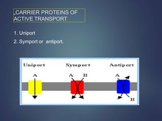 „CARRIER PROTEINS OF
ACTIVE TRANSPORT
1. Uniport
2. Symport or antiport.
 