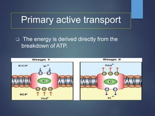 Primary active transport
 The energy is derived directly from the
breakdown of ATP.
 