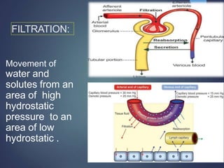 FILTRATION:
Movement of
water and
solutes from an
area of high
hydrostatic
pressure to an
area of low
hydrostatic .
 