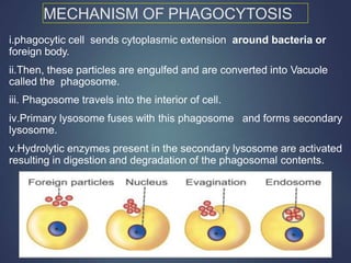 MECHANISM OF PHAGOCYTOSIS
i.phagocytic cell sends cytoplasmic extension around bacteria or
foreign body.
ii.Then, these particles are engulfed and are converted into Vacuole
called the phagosome.
iii. Phagosome travels into the interior of cell.
iv.Primary lysosome fuses with this phagosome and forms secondary
lysosome.
v.Hydrolytic enzymes present in the secondary lysosome are activated
resulting in digestion and degradation of the phagosomal contents.
 