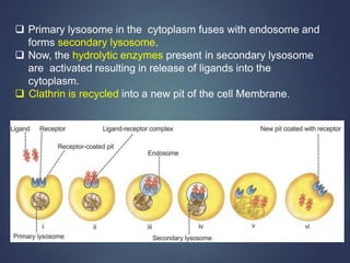  Primary lysosome in the cytoplasm fuses with endosome and
forms secondary lysosome.
 Now, the hydrolytic enzymes present in secondary lysosome
are activated resulting in release of ligands into the
cytoplasm.
 Clathrin is recycled into a new pit of the cell Membrane.
 