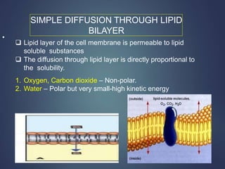 SIMPLE DIFFUSION THROUGH LIPID
BILAYER
•
 Lipid layer of the cell membrane is permeable to lipid
soluble substances
 The diffusion through lipid layer is directly proportional to
the solubility.
1. Oxygen, Carbon dioxide – Non-polar.
2. Water – Polar but very small-high kinetic energy
 