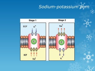 Sodium-potassium pum
 