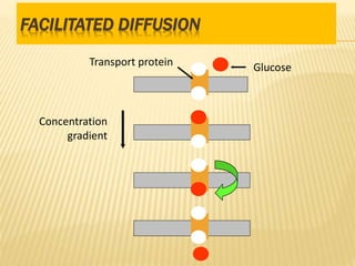 GlucoseTransport protein
Concentration
gradient
FACILITATED DIFFUSION
 