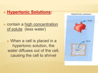  Hypertonic Solutions:
 contain a high concentration
of solute (less water)
 When a cell is placed in a
hypertonic solution, the
water diffuses out of the cell,
causing the cell to shrivel
 