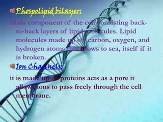 Phospolipid bilayer:
Main component of the cell consisting back-
to-back layers of lipid molecules. Lipid
molecules made up of carbon, oxygen, and
hydrogen atoms this allows to sea, itself if it
is broken.
Ion Channels:
it is made up of proteins acts as a pore it
allows ions to pass freely through the cell
membrane.
 