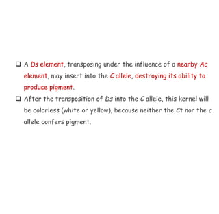 ❑ A Ds element, transposing under the influence of a nearby Ac
element, may insert into the C allele, destroying its ability to
produce pigment.
❑ After the transposition of Ds into the C allele, this kernel will
be colorless (white or yellow), because neither the Ct nor the c
allele confers pigment.
 