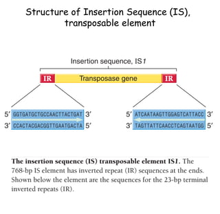 Structure of Insertion Sequence (IS),
transposable element
 