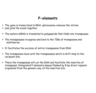 P-elements
▪ The gene is transcribed to RNA, spliceosome removes the introns
▪ and joins the exons together
▪ The mature mRNA is translated to polypeptide that folds into transposase
▪ The transposases recognize and bind to the TIRs of transposons and
multimerize
▪ It facilitates the excision of entire transposons from DNA
▪ The transposons move with the transposases which is drift step to the
recipient site
▪ There the transposase will cut the DNA and facilitate the insertion of
transposon. Integrated P-elements always flanked by 8 bp direct repeats
originated from the genomic seq. of the insertion site.
 