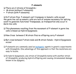 P-elements
❑ There are 2 strains of Drosophila :
▪ M-strain (without P-elements)
▪ P-strain (with P-elements)
❑ In P-strain flies P-element can’t transpose in Somatic cells except
the germ line cell as somatic cells are lack of enzyme necessary for splicing
event to generate functional Transposase, so transposition only occur in
Germ line cells.
❑ This phenomena resulting from the movement of P-element in germ-line
cells is known as Hybrid Dysgenesis.
❑ Now Cross between 2 M strain flies no offspring carry P-element
❑ But cross between P strain-male and M-strain female : Hybrid Dysgenesis
occour
❑ P elements are commonly used as mutagenic agents in genetic experiments
with Drosophila. One advantage of this approach is that the mutations are
easy to locate.
❑ In hybrid dysgenesis, one strain of Drosophila mates with another strain
of Drosophila, producing hybrid offspring and causing chromosomal damage
known to be dysgenic.
 