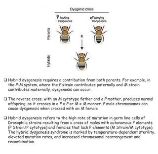 ❑ Hybrid dysgenesis requires a contribution from both parents. For example, in
the P-M system, where the P strain contributes paternally and M strain
contributes maternally, dysgenesis can occur.
❑ The reverse cross, with an M cytotype father and a P mother, produces normal
offspring, as it crosses in a P x P or M x M manner. P male chromosomes can
cause dysgenesis when crossed with an M female
❑ Hybrid dysgenesis refers to the high rate of mutation in germ line cells of
Drosophila strains resulting from a cross of males with autonomous P elements
(P Strain/P cytotype) and females that lack P elements (M Strain/M cytotype).
The hybrid dysgenesis syndrome is marked by temperature-dependent sterility,
elevated mutation rates, and increased chromosomal rearrangement and
recombination.
 
