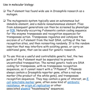 Use in molecular biology:
❑ The P element has found wide use in Drosophila research as a
mutagen.
❑ The mutagenesis system typically uses an autonomous but
immobile element, and a mobile nonautonomous element. Flies
from subsequent generations can then be screened by phenotype
or PCR. Naturally-occurring P elements contain coding sequence
for the enzyme transposase and recognition sequences for
transposase action. Transposase regulates and catalyzes the
excision of a P element from the host DNA, cutting at the two
recognition sites, and then reinserting randomly. It is the random
insertion that may interfere with existing genes, or carry an
additional gene, that can be used for genetic research.
❑ To use this as a useful and controllable genetic tool, the two
parts of the P element must be separated to prevent
uncontrolled transposition. The normal genetic tools are DNA
coding for transposase, with no transposase recognition
sequences, as it cannot insert with a "P Plasmid". P Plasmids
always contain a Drosophila reporter gene, often a red-eye
marker (the product of the white gene), and transposase
recognition sequences. They may contain a gene of interest, an E.
coli selectable marker gene, often some kind of antibiotic
resistance, an origin of replication or other
associated plasmid "housekeeping" sequences.
 
