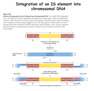 Integration of an IS element into
chromosomal DNA
 
