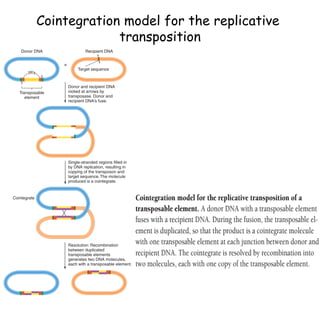 Cointegration model for the replicative
transposition
 
