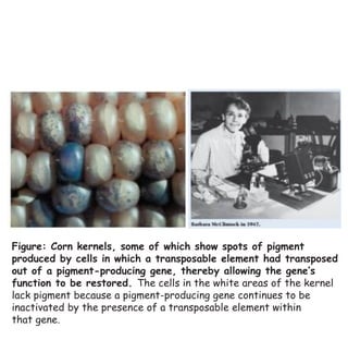 Figure: Corn kernels, some of which show spots of pigment
produced by cells in which a transposable element had transposed
out of a pigment-producing gene, thereby allowing the gene’s
function to be restored. The cells in the white areas of the kernel
lack pigment because a pigment-producing gene continues to be
inactivated by the presence of a transposable element within
that gene.
 