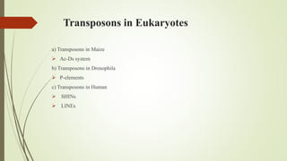 Transposons in Eukaryotes
a) Transposons in Maize
 Ac-Ds system
b) Transposons in Drosophila
 P-elements
c) Transposons in Human
 SHINs
 LINEs
 