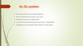 Ac-Ds system
 Ds is derived from Ac by internal deletions
 Ds is not autonomous, requires Ac to move
 Element termini are an imperfect IR
 Ac encodes a protein that promote movement – Transposase.
 Transposase excises element at IR, and also cuts the target.
 
