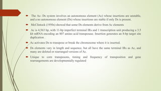  The Ac- Ds system involves an autonomous element (Ac) whose insertions are unstable,
and a no autonomous element (Ds) whose insertions are stable if only Ds is present.
 McClintock (1950s) showed that some Ds elements derive from Ac elements
 Ac is 4,563 bp, with 11-bp imperfect terminal IRs and 1 transcription unit producing a 3.5
kb mRNA encoding an 807 amino acid transposase. Insertion generates an 8-bp target site
duplication .
 Ac activates Ds to transpose or break the chromosome where it is inserted.
 Ds elements vary in length and sequence, but all have the same terminal IRs as Ac, and
many are deleted or rearranged versions of Ac.
 Unique to corn transposons, timing and frequency of transposition and gene
rearrangements are developmentally regulated
 