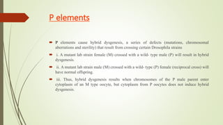 P elements
 P elements cause hybrid dysgenesis, a series of defects (mutations, chromosomal
aberrations and sterility) that result from crossing certain Drosophila strains
 i. A mutant lab strain female (M) crossed with a wild- type male (P) will result in hybrid
dysgenesis.
 ii. A mutant lab strain male (M) crossed with a wild- type (P) female (reciprocal cross) will
have normal offspring.
 iii. Thus, hybrid dysgenesis results when chromosomes of the P male parent enter
cytoplasm of an M type oocyte, but cytoplasm from P oocytes does not induce hybrid
dysgenesis.
 