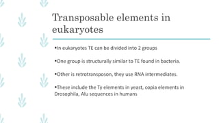 Transposable elements in
eukaryotes
In eukaryotes TE can be divided into 2 groups
One group is structurally similar to TE found in bacteria.
Other is retrotransposon, they use RNA intermediates.
These include the Ty elements in yeast, copia elements in
Drosophila, Alu sequences in humans
 