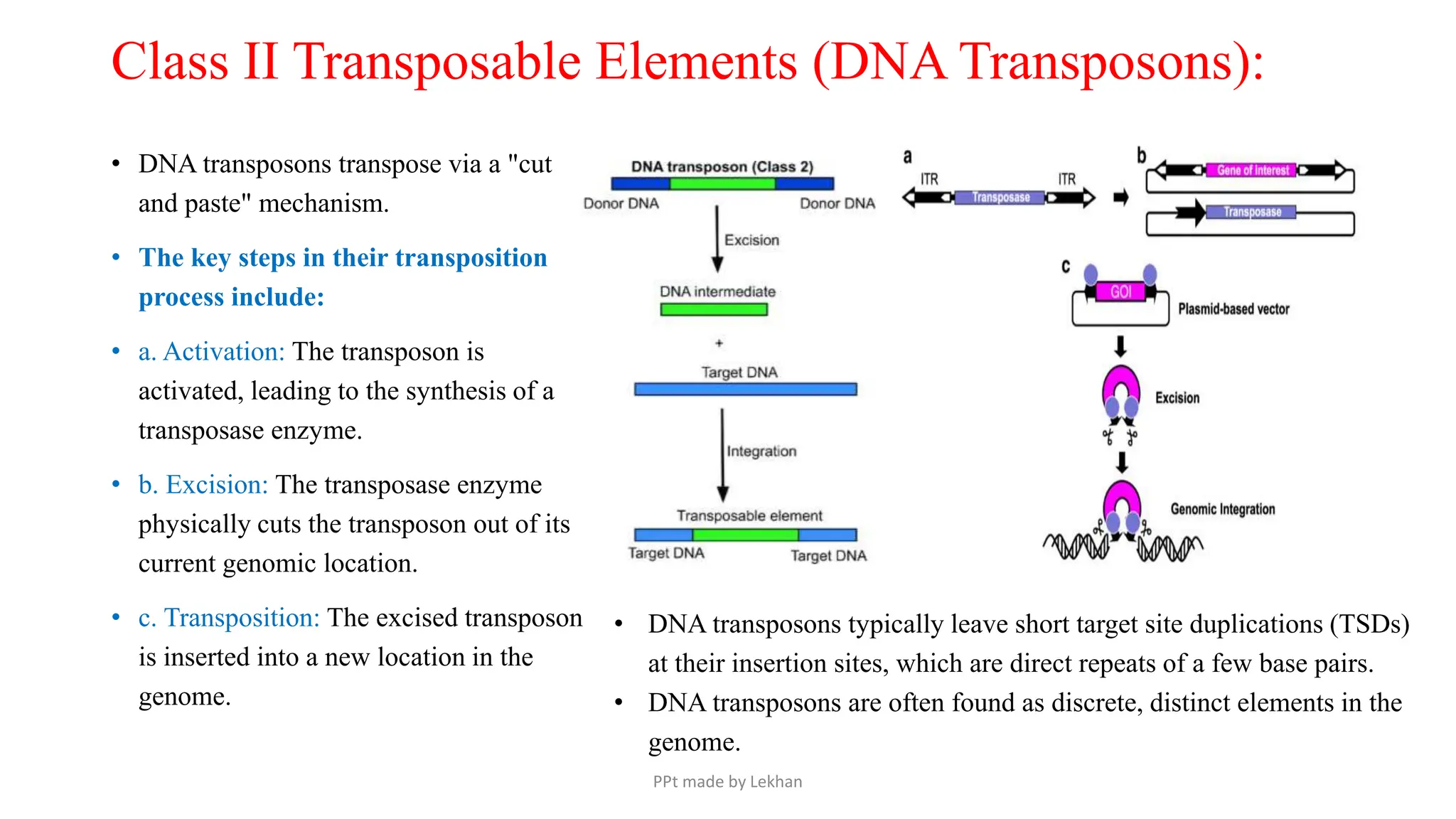 • DNA transposons transpose via a "cut
and paste" mechanism.
• The key steps in their transposition
process include:
• a. Activation: The transposon is
activated, leading to the synthesis of a
transposase enzyme.
• b. Excision: The transposase enzyme
physically cuts the transposon out of its
current genomic location.
• c. Transposition: The excised transposon
is inserted into a new location in the
genome.
Class II Transposable Elements (DNA Transposons):
• DNA transposons typically leave short target site duplications (TSDs)
at their insertion sites, which are direct repeats of a few base pairs.
• DNA transposons are often found as discrete, distinct elements in the
genome.
PPt made by Lekhan
 