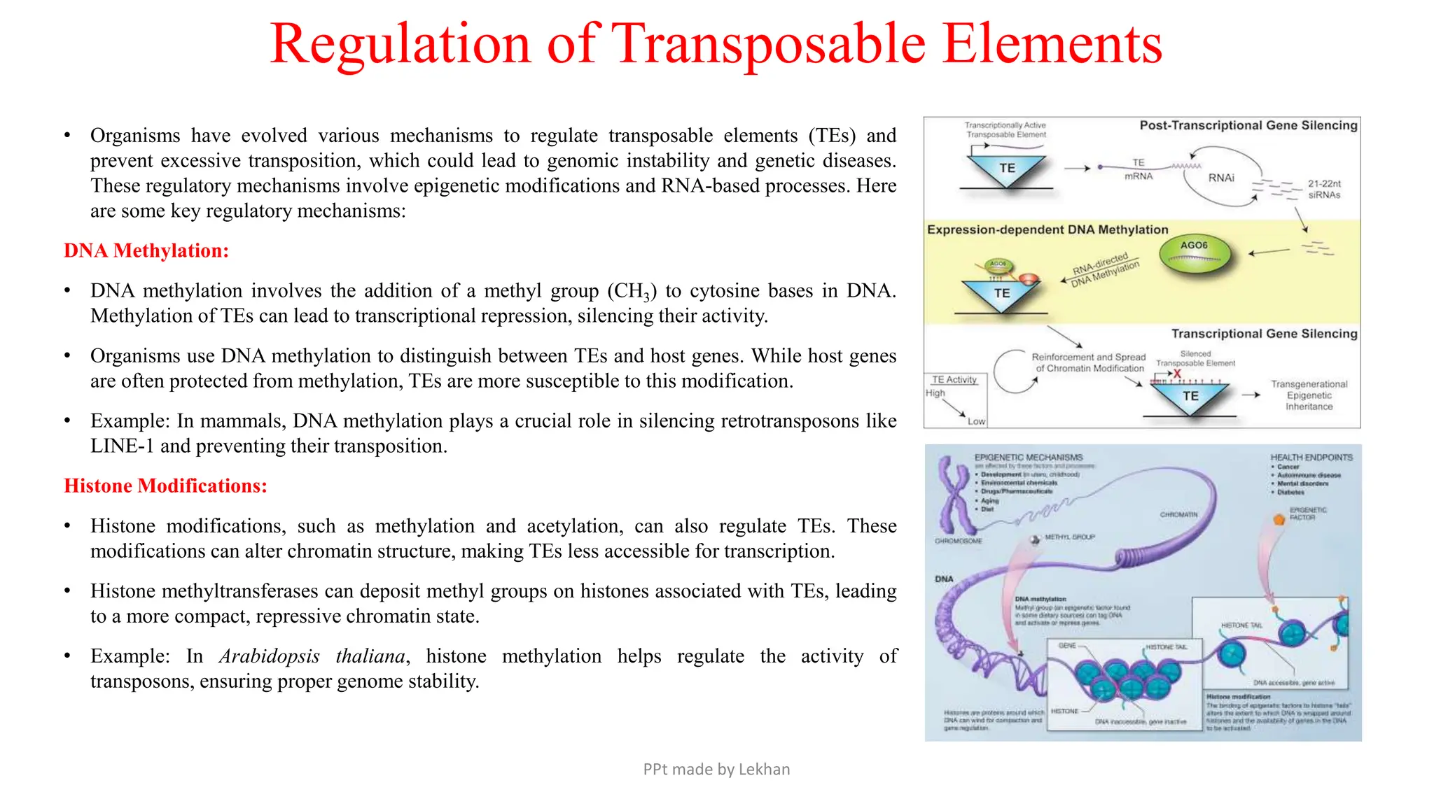 Regulation of Transposable Elements
• Organisms have evolved various mechanisms to regulate transposable elements (TEs) and
prevent excessive transposition, which could lead to genomic instability and genetic diseases.
These regulatory mechanisms involve epigenetic modifications and RNA-based processes. Here
are some key regulatory mechanisms:
DNA Methylation:
• DNA methylation involves the addition of a methyl group (CH3) to cytosine bases in DNA.
Methylation of TEs can lead to transcriptional repression, silencing their activity.
• Organisms use DNA methylation to distinguish between TEs and host genes. While host genes
are often protected from methylation, TEs are more susceptible to this modification.
• Example: In mammals, DNA methylation plays a crucial role in silencing retrotransposons like
LINE-1 and preventing their transposition.
Histone Modifications:
• Histone modifications, such as methylation and acetylation, can also regulate TEs. These
modifications can alter chromatin structure, making TEs less accessible for transcription.
• Histone methyltransferases can deposit methyl groups on histones associated with TEs, leading
to a more compact, repressive chromatin state.
• Example: In Arabidopsis thaliana, histone methylation helps regulate the activity of
transposons, ensuring proper genome stability.
PPt made by Lekhan
 