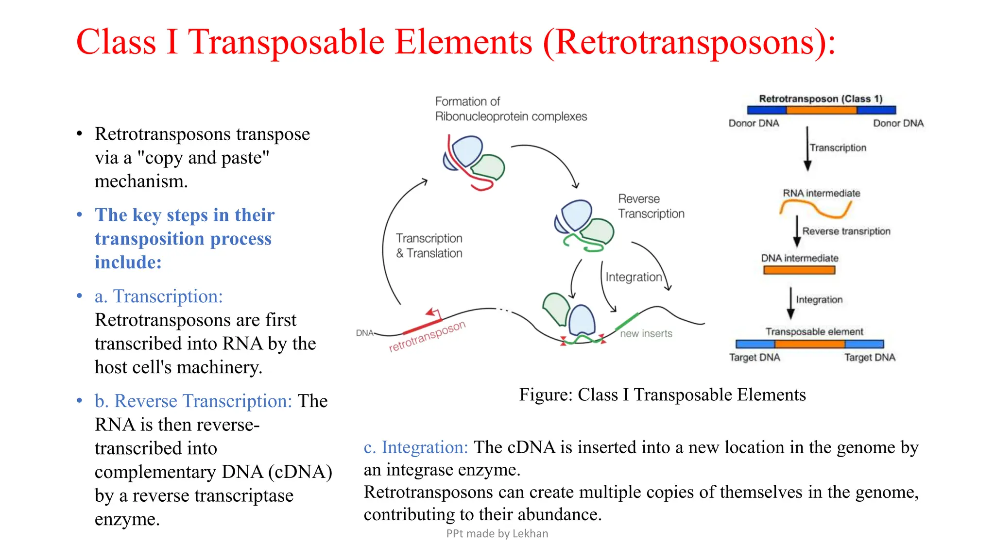 Class I Transposable Elements (Retrotransposons):
• Retrotransposons transpose
via a "copy and paste"
mechanism.
• The key steps in their
transposition process
include:
• a. Transcription:
Retrotransposons are first
transcribed into RNA by the
host cell's machinery.
• b. Reverse Transcription: The
RNA is then reverse-
transcribed into
complementary DNA (cDNA)
by a reverse transcriptase
enzyme.
Figure: Class I Transposable Elements
c. Integration: The cDNA is inserted into a new location in the genome by
an integrase enzyme.
Retrotransposons can create multiple copies of themselves in the genome,
contributing to their abundance.
PPt made by Lekhan
 