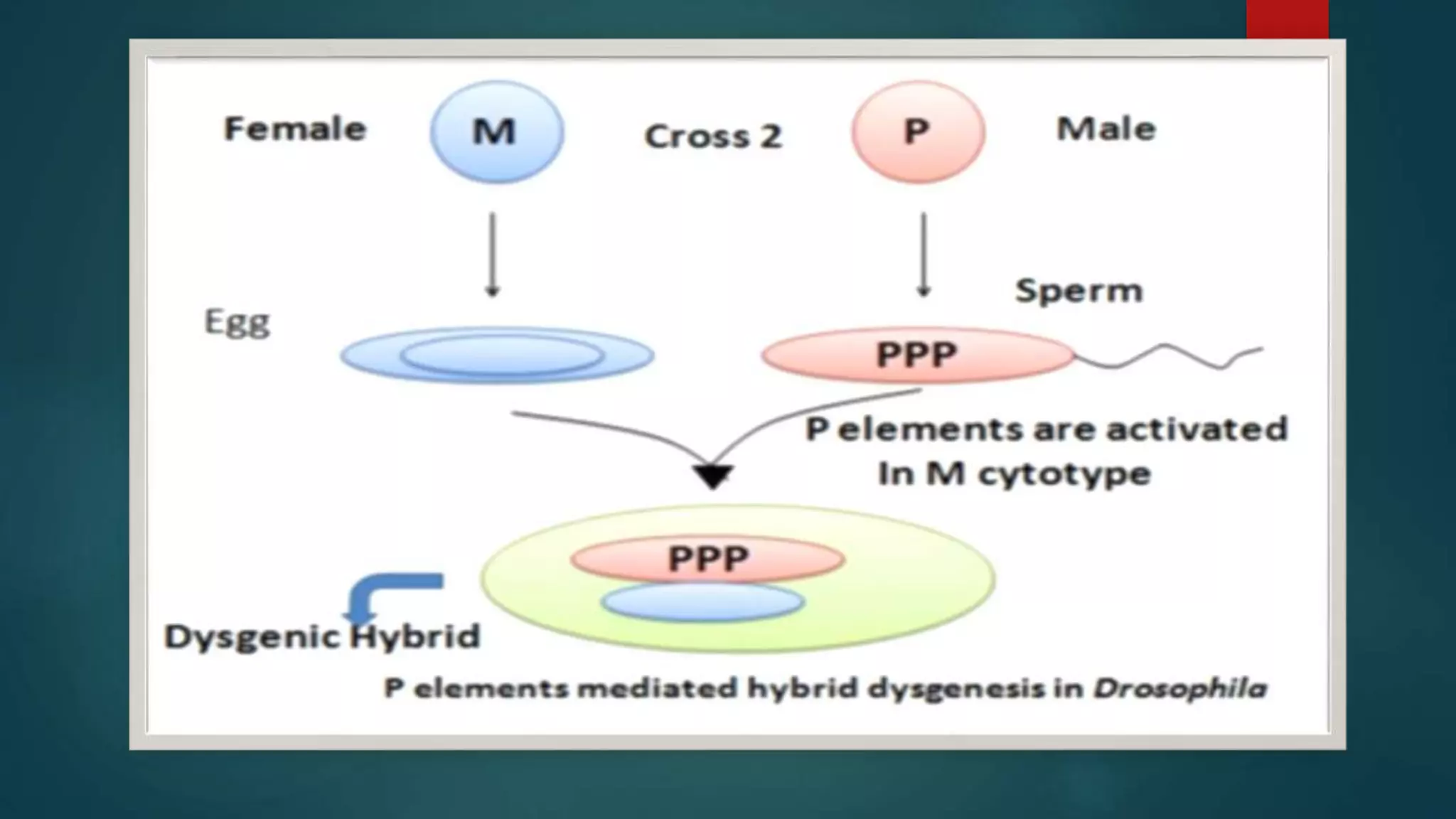 Transposable elements in Maize And Drosophila | PPTX