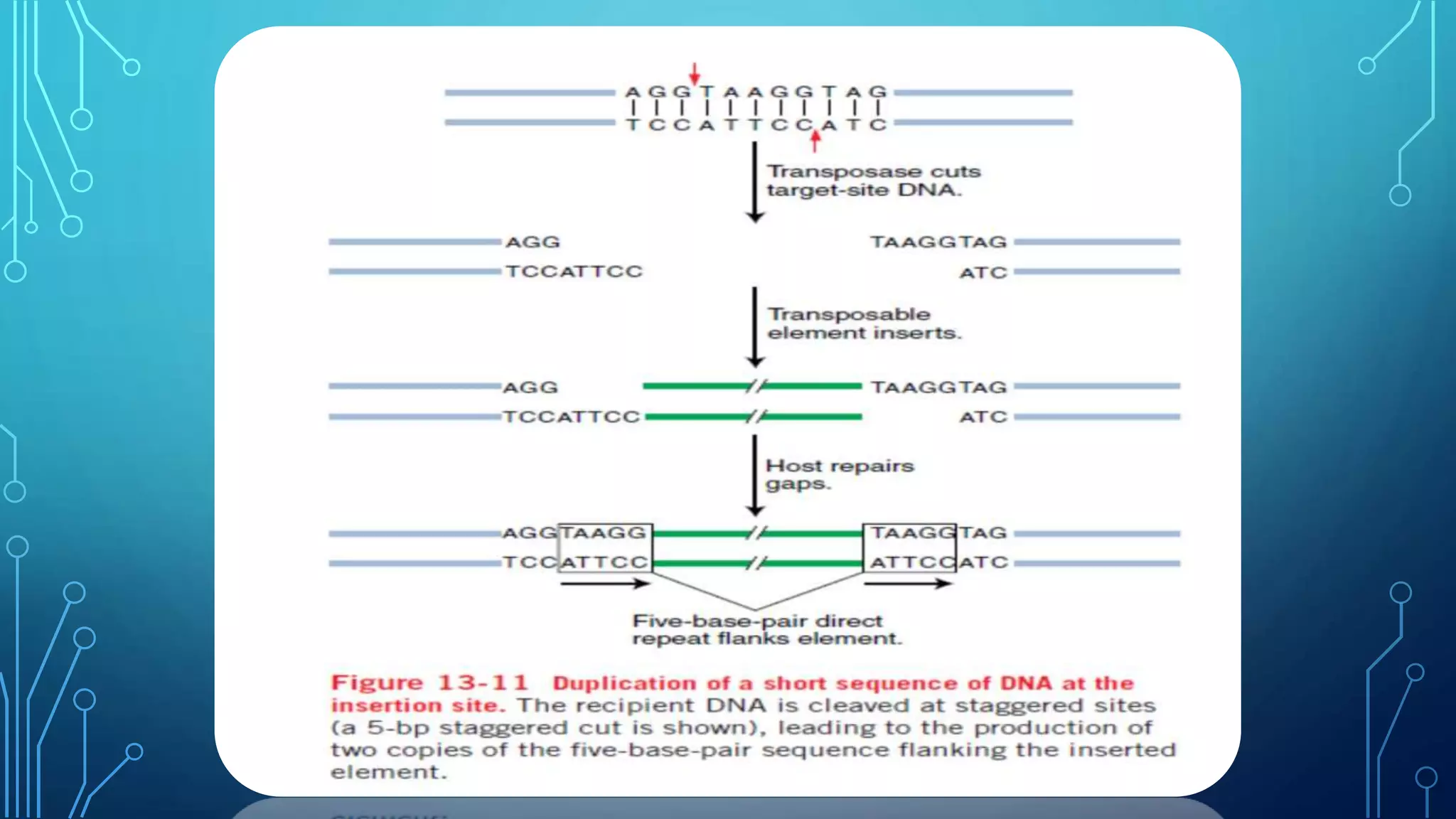 Transposable elements in Maize And Drosophila | PPTX