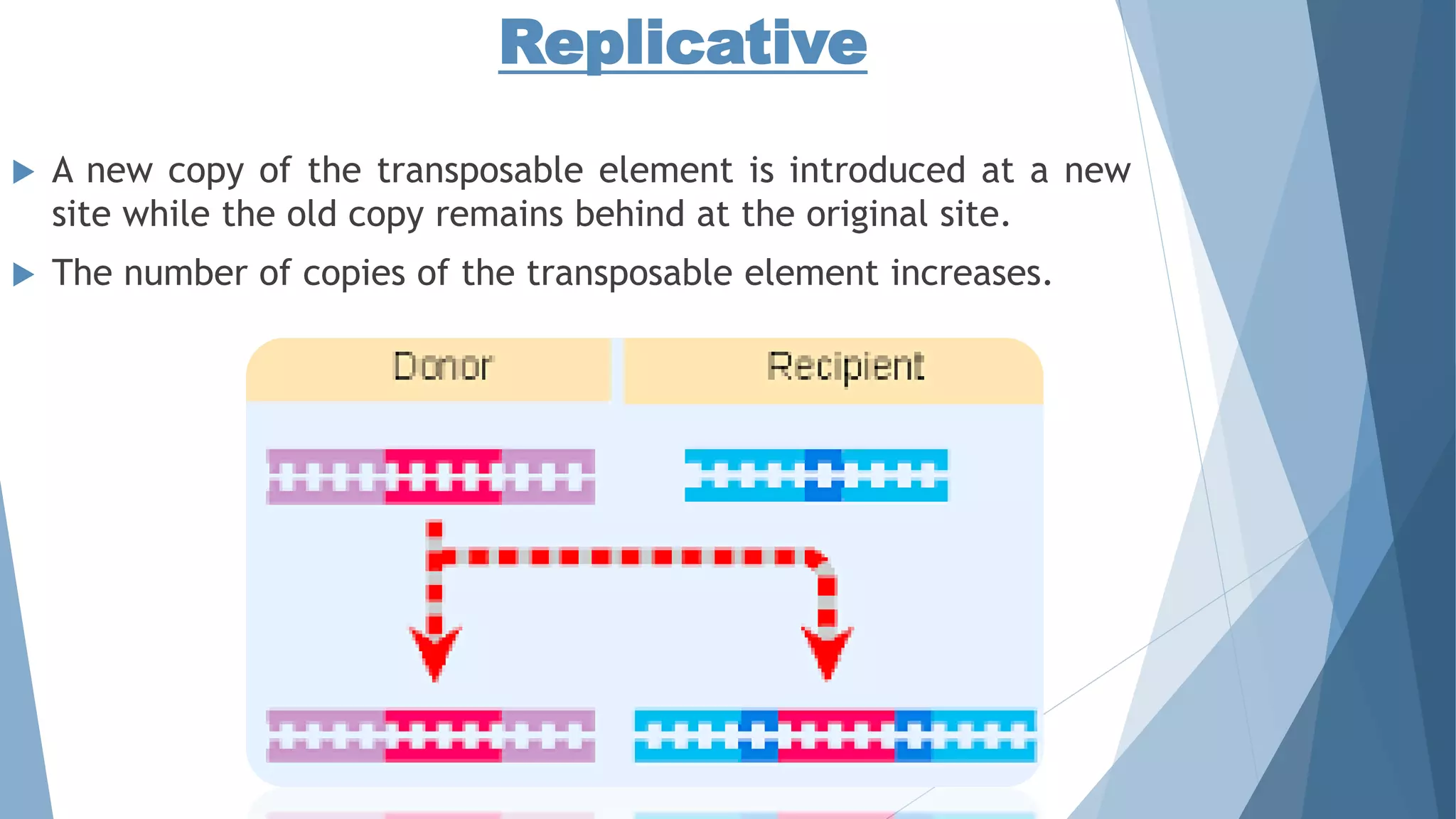 Transposable elements in Maize And Drosophila | PPTX
