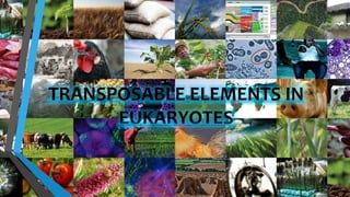 TRANSPOSABLE ELEMENTS IN
EUKARYOTES
 