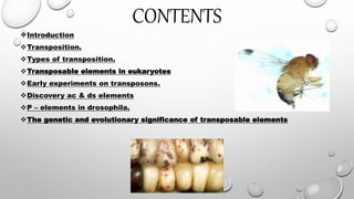 CONTENTS
Introduction
Transposition.
Types of transposition.
Transposable elements in eukaryotes
Early experiments on transposons.
Discovery ac & ds elements
P – elements in drosophila.
The genetic and evolutionary significance of transposable elements
 