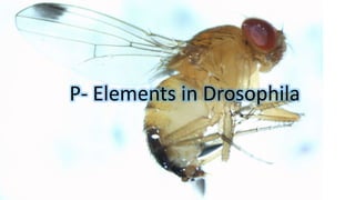 P- Elements in Drosophila
 