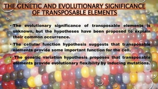 THE GENETIC AND EVOLUTIONARY SIGNIFICANCE
OF TRANSPOSABLE ELEMENTS
• The evolutionary significance of transposable elements is
unknown, but the hypotheses have been proposed to explain
their common occurrence.
• The cellular function hypothesis suggests that transposable
elements provide some important function for the cell.
• The genetic variation hypothesis proposes that transposable
elements provide evolutionary flexibility by inducing mutations.
 